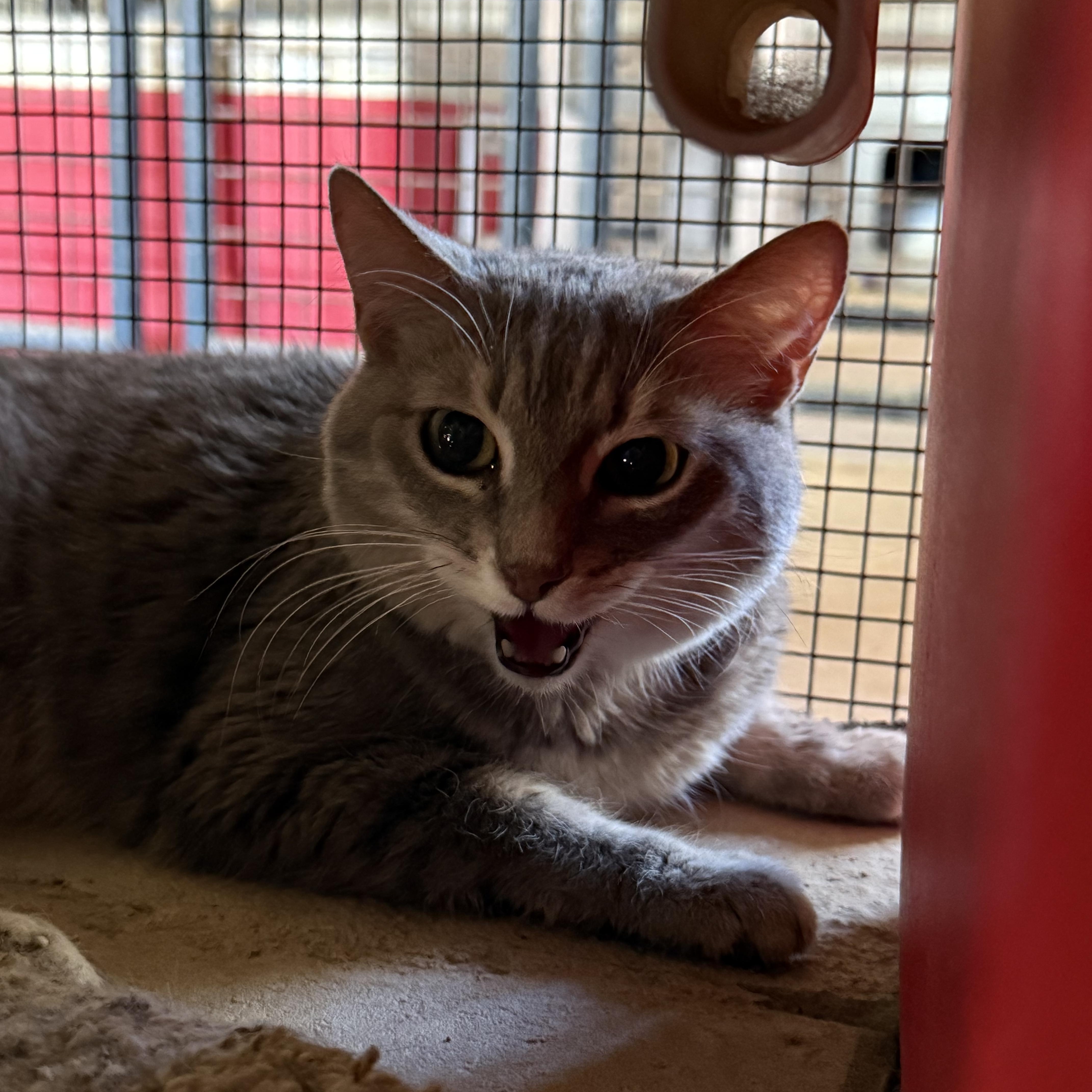 A senior medium-sized female Domestic Short Hair cat named Felicia for adoption in Marana, AZ