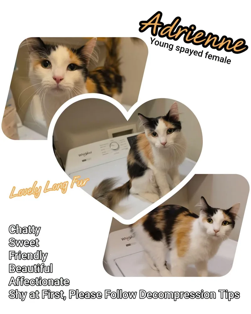 A young small-sized female Calico Domestic Long Hair cat named Adrienne for adoption in Brigham City, UT