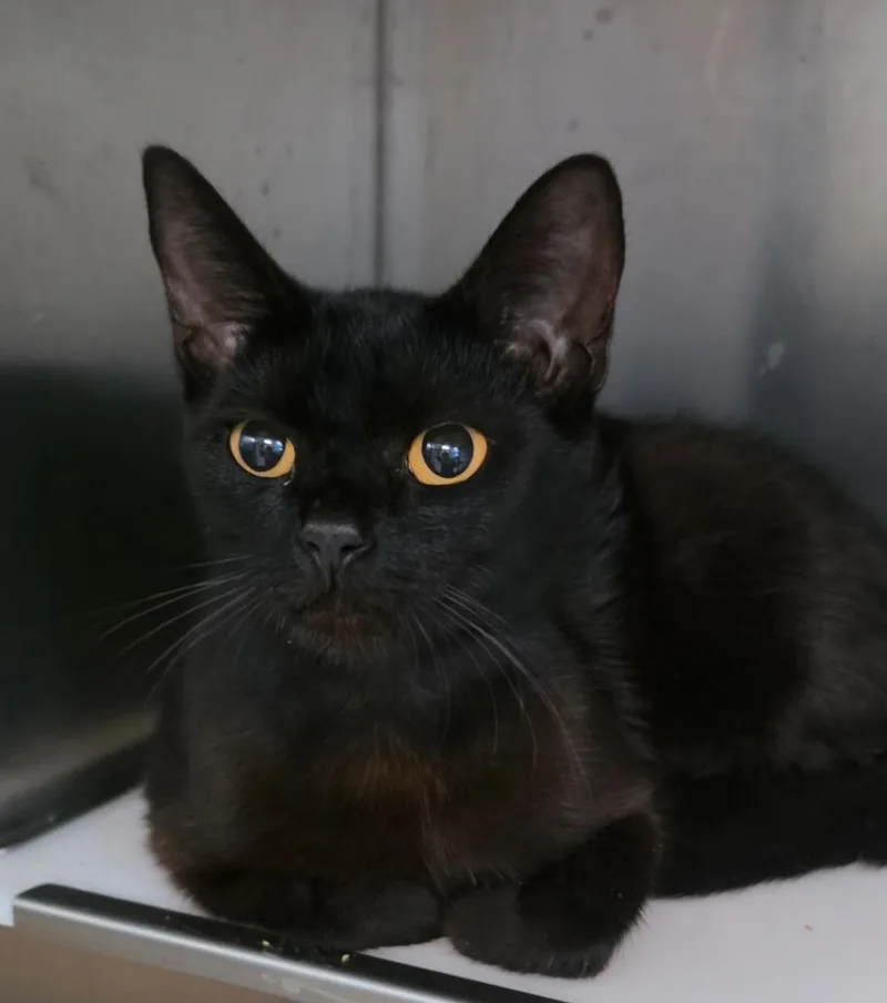 A young medium-sized female Domestic Short Hair cat named % Increase for adoption in Rome, GA