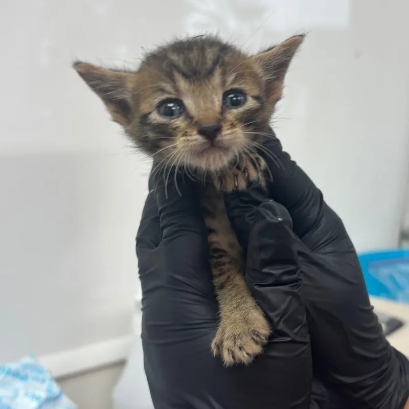 A baby small-sized male Brown / Chocolate Domestic Short Hair cat named Tide for adoption in Corpus Christi, TX