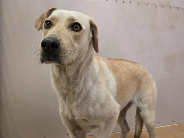An adult medium-sized female Labrador Retriever dog named Waffles for adoption in Martinez, CA