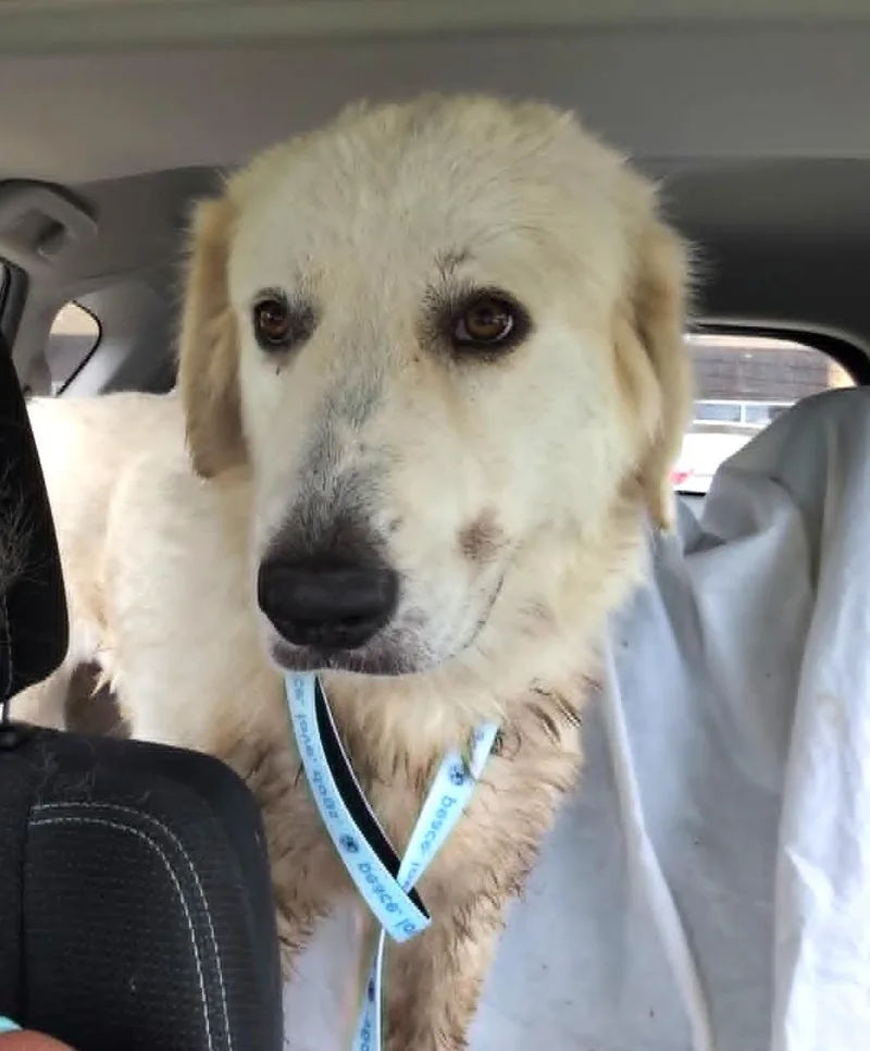 A young large-sized female Great Pyrenees dog named Luci Lucita SAT for adoption in Quinlan, TX