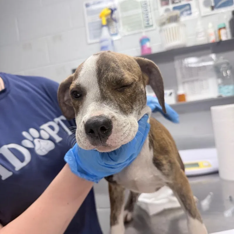 A baby small-sized female Mixed Breed dog named Shock for adoption in Summerville, SC