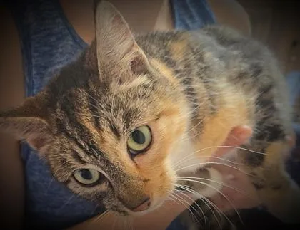 An adult small-sized female Domestic Short Hair cat named Gemma for adoption in Klamath Falls, OR