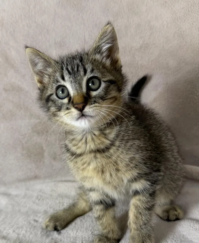 A baby medium-sized male Tabby (Brown / Chocolate) Domestic Short Hair cat named Sharky for adoption in Salinas, CA