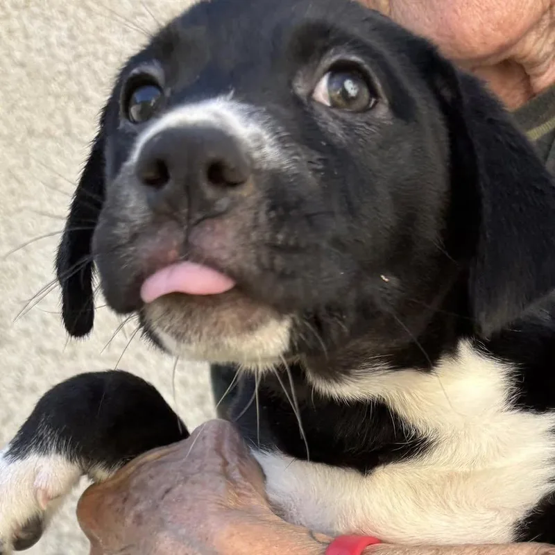 A baby medium-sized female Labrador Retriever dog named Petunia for adoption in Barnegat, NJ