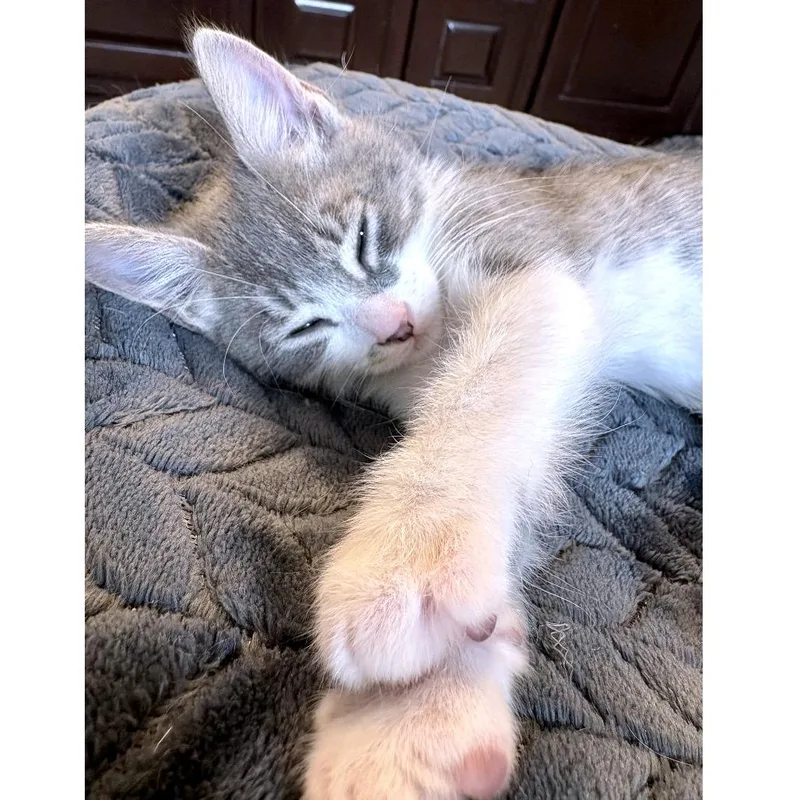 A baby small-sized male Gray / Blue / Silver Domestic Short Hair cat named Rift for adoption in Austin, TX