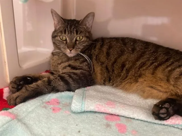 An adult medium-sized female Domestic Short Hair cat named Jill for adoption in Fort Wayne, IN
