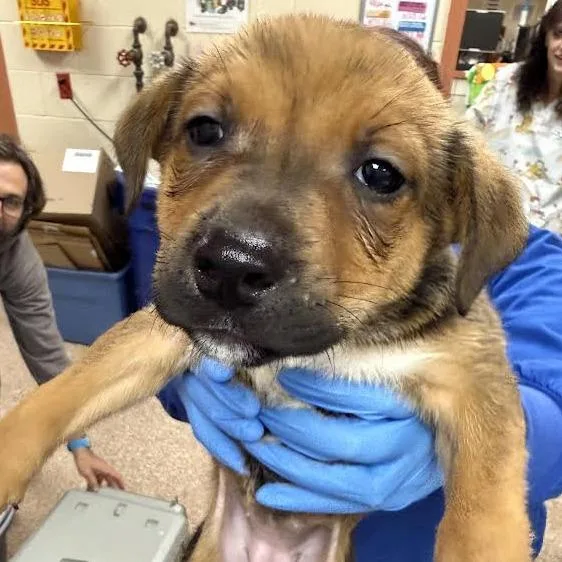 A baby small-sized female Brown / Chocolate German Shepherd Dog named Jack'OLantern for adoption in Springfield, MA