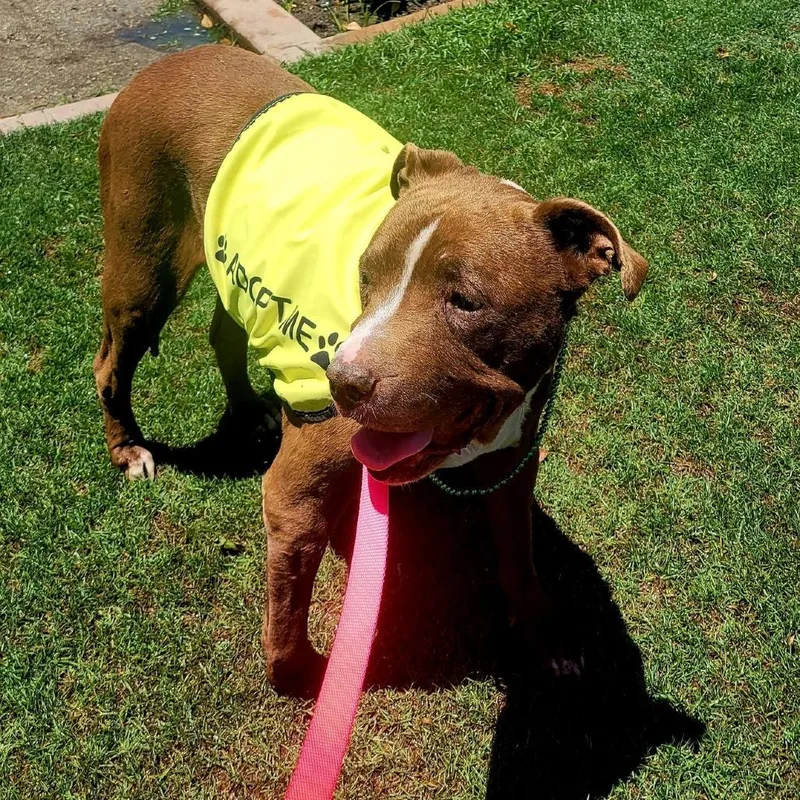 A senior large-sized female Brown / Chocolate Pit Bull Terrier dog named Loretta for adoption in Ramona, CA