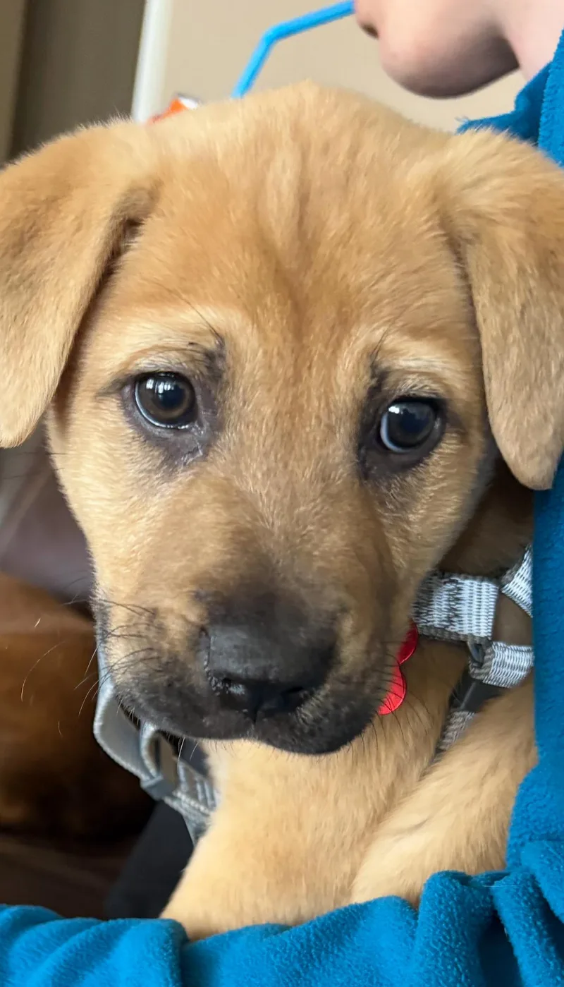 Tater Tot thumbnail 2