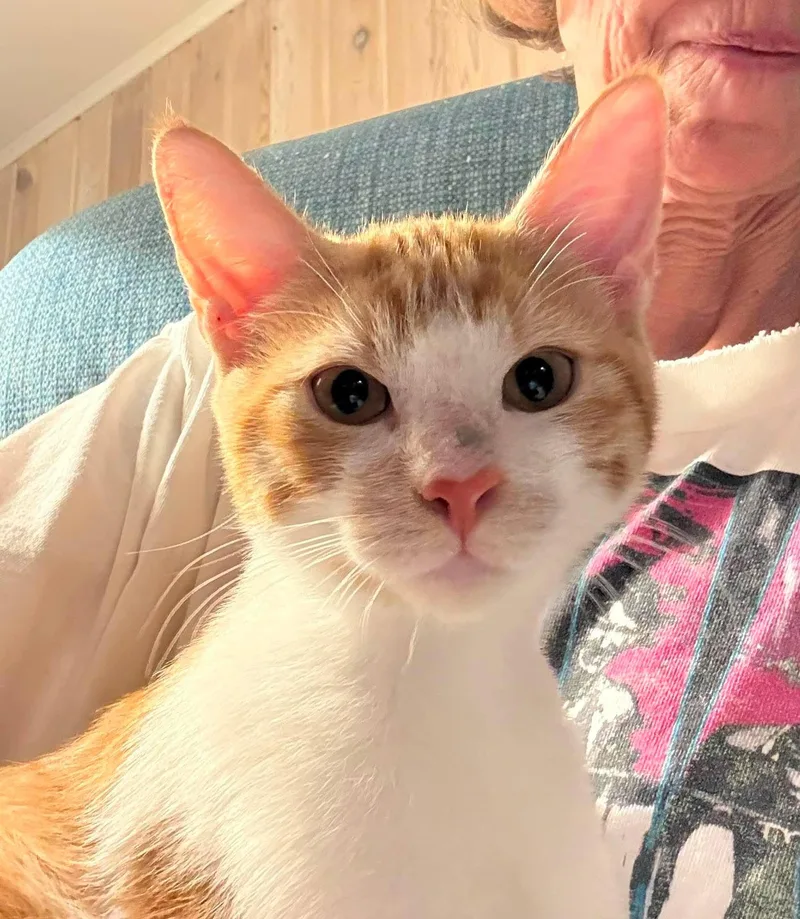 A baby medium-sized male Orange & White Domestic Short Hair cat named Butterscotch for adoption in Columbia, SC
