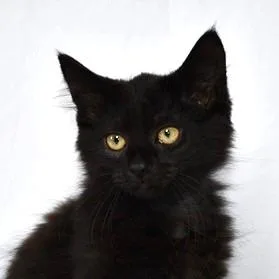 A baby small-sized female Black Domestic Long Hair cat named Krispy for adoption in Johnson City, TN