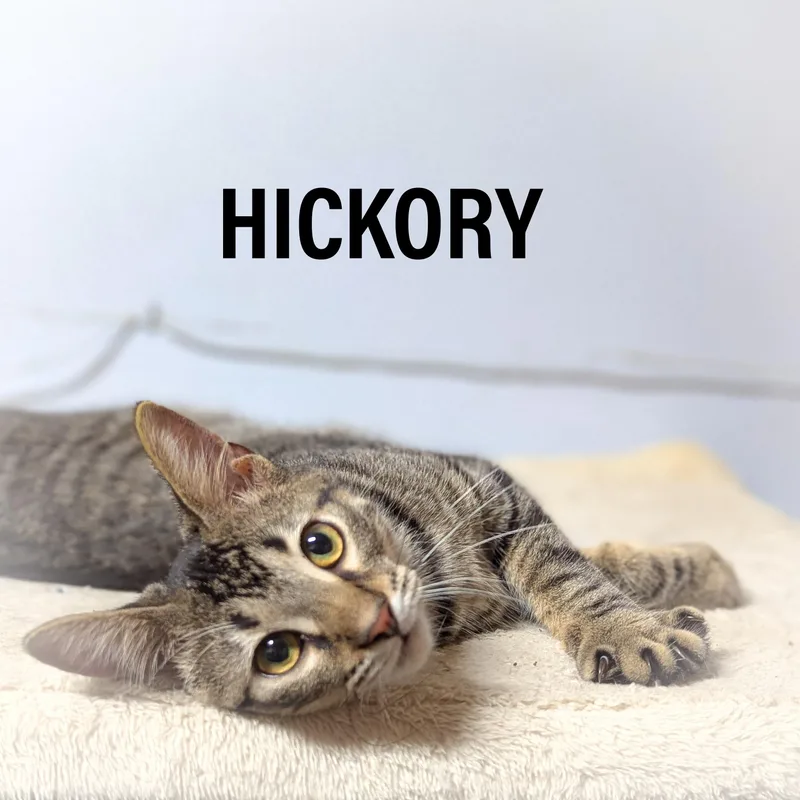 A young medium-sized male Tabby (Brown / Chocolate) Domestic Short Hair cat named Hickory for adoption in Griffith, IN