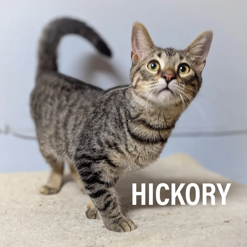 Hickory thumbnail 2