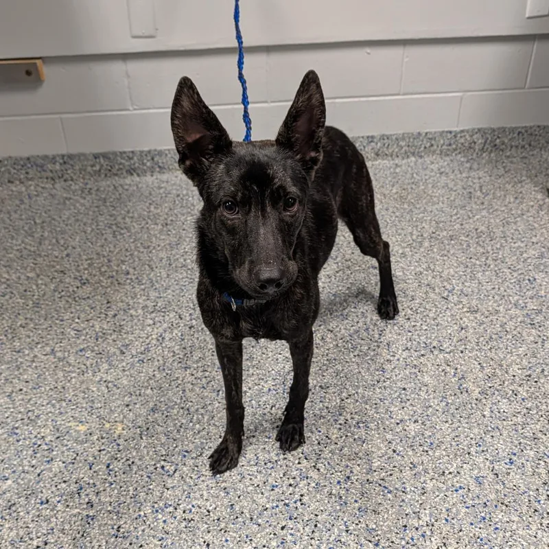 A young medium-sized female Black Mixed Breed dog named Butterball for adoption in Greenville, SC