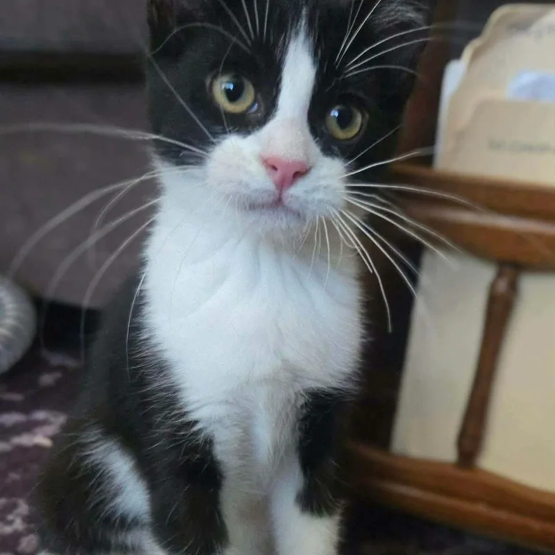 A baby medium-sized male Black & White / Tuxedo Domestic Short Hair cat named Captain Jack Sparrow for adoption in Concord, CA