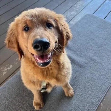 A baby small-sized male Brown / Chocolate Golden Retriever dog named Brick for adoption in Louisville, KY