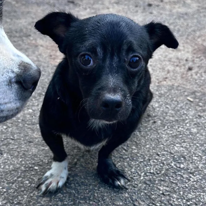 An adult small-sized male Black Chihuahua dog named Papa Squat for adoption in Prospect, KY