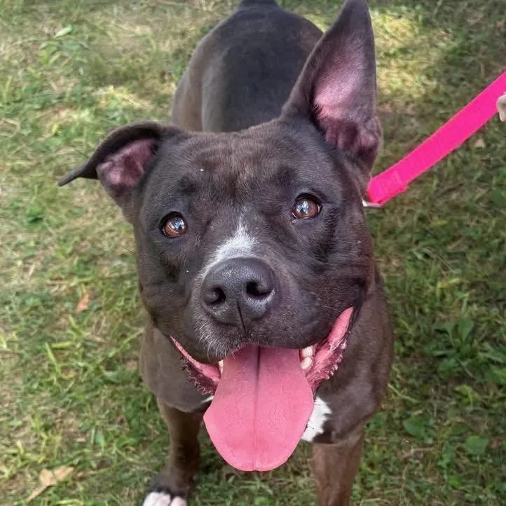 Juno Ball Driven thumbnail 5