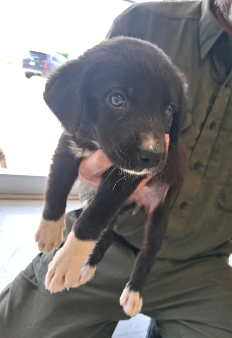 A baby large-sized female Great Pyrenees dog named Merida SAT for adoption in Quinlan, TX