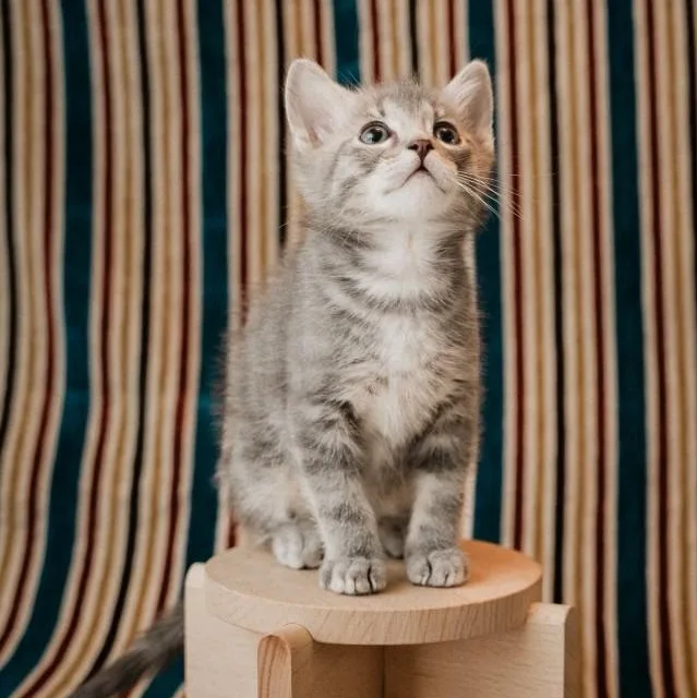 A baby small-sized male Tabby (Gray / Blue / Silver) Domestic Short Hair cat named Mint Kreft Gutierrez for adoption in Morrison, CO