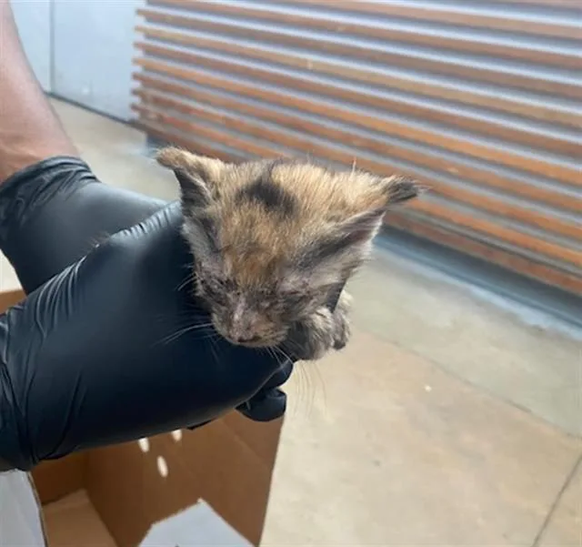 A baby medium-sized female Domestic Short Hair cat named Meredith for adoption in Dallas, TX