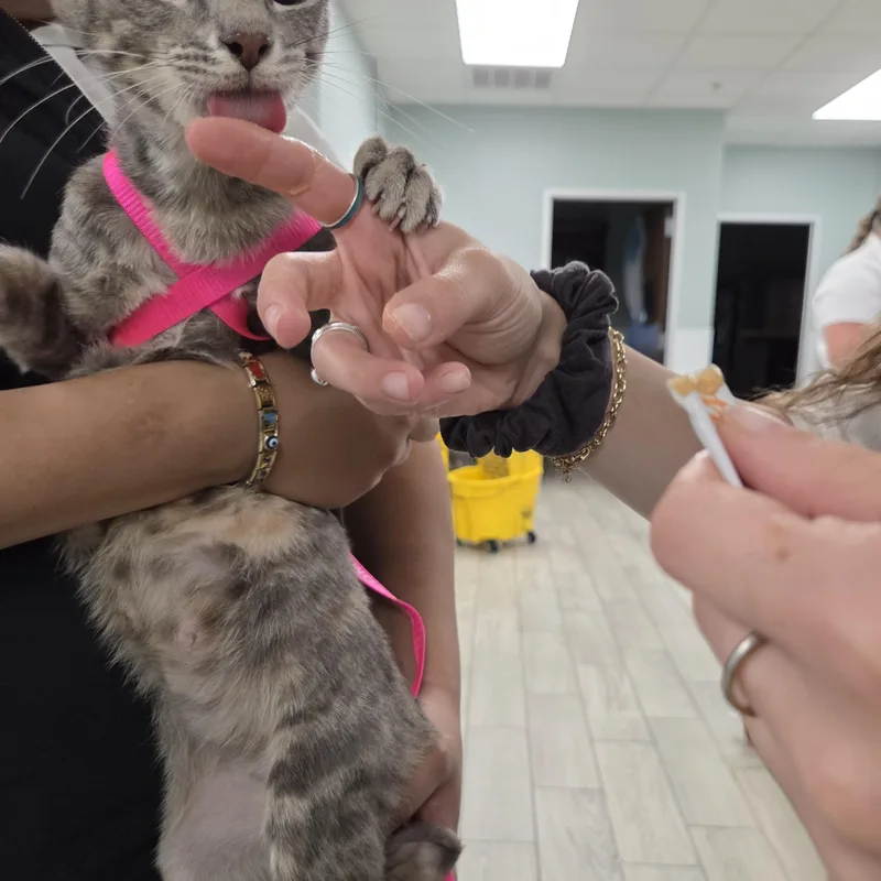 A baby medium-sized female Tabby (Gray / Blue / Silver) Domestic Short Hair cat named Kit Kat for adoption in Liverpool, TX