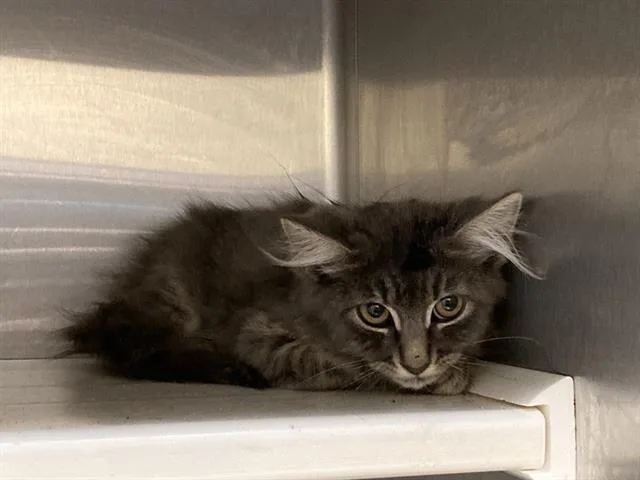 A baby small-sized female Domestic Medium Hair cat named Party Cat for adoption in Tustin, CA