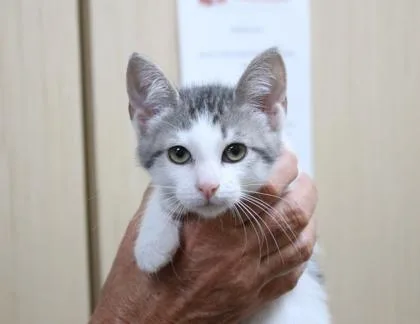 A baby small-sized male Domestic Short Hair cat named Blue Crab for adoption in Brunswick, GA