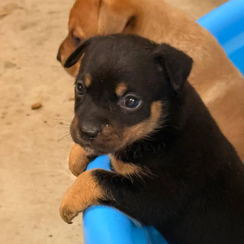 A baby small-sized female Black Miniature Pinscher dog named Violet for adoption in Tupelo, MS
