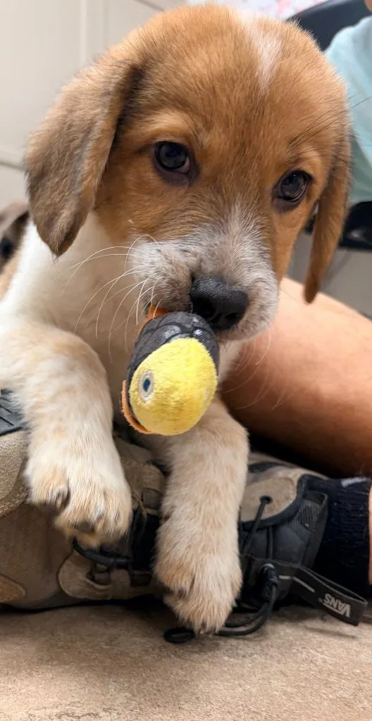 A baby medium-sized male Shepherd dog named Brooks for adoption in Batesville, AR