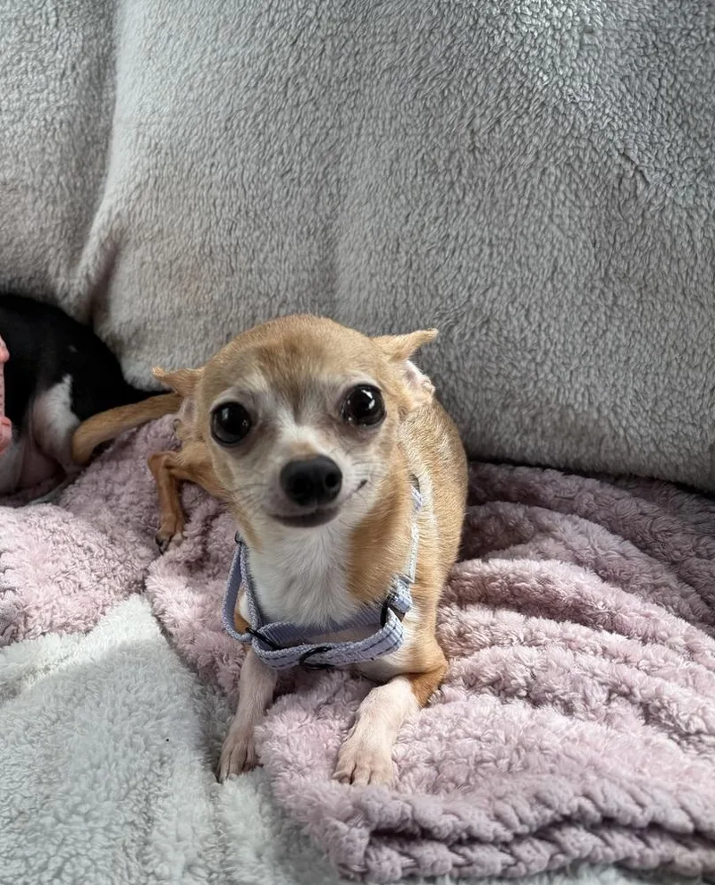 Mitzi thumbnail 2