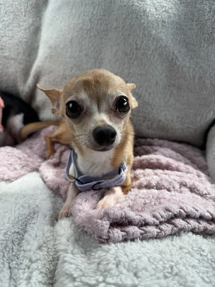 Mitzi thumbnail 3