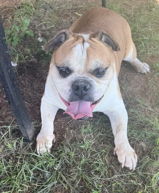 A senior medium-sized male English Bulldog dog named Boss for adoption in Carrollton, GA