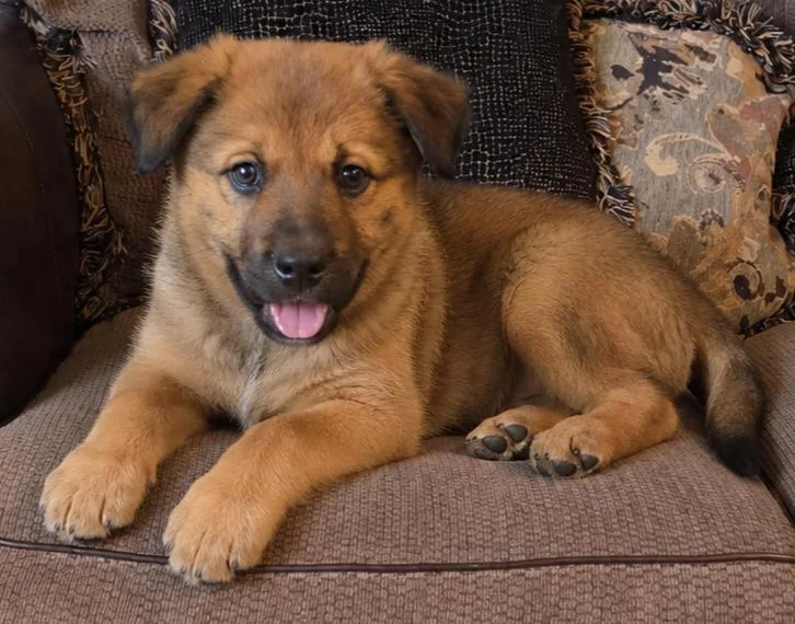 A baby medium-sized male Golden Corgi dog named Mojo for adoption in Warren, MI
