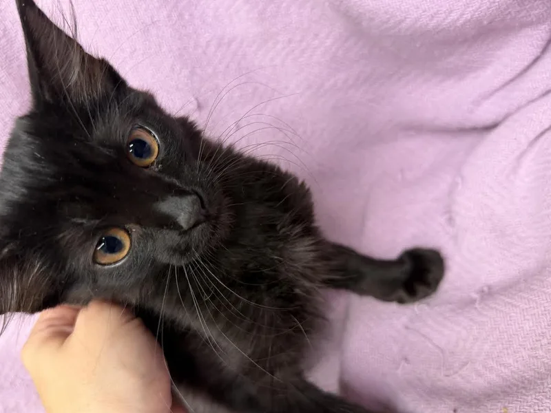 A young medium-sized female Black Domestic Short Hair cat named Midnight for adoption in Oakdale, CA