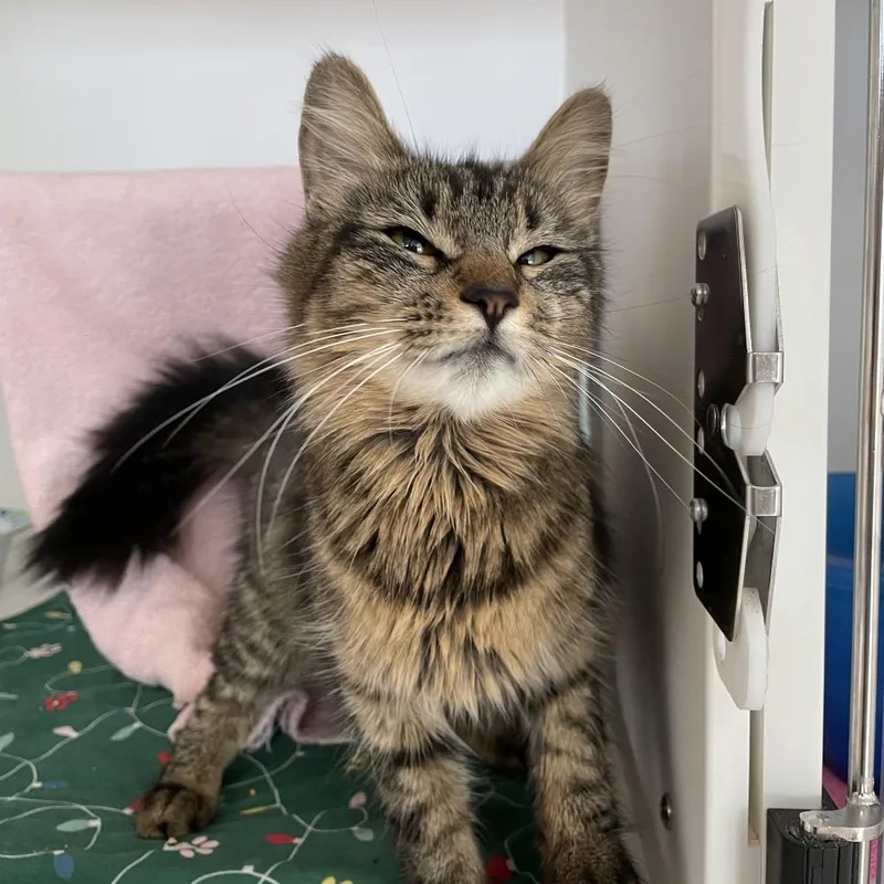 A young medium-sized female Brown / Chocolate Domestic Medium Hair cat named Pixie for adoption in Warwick, RI