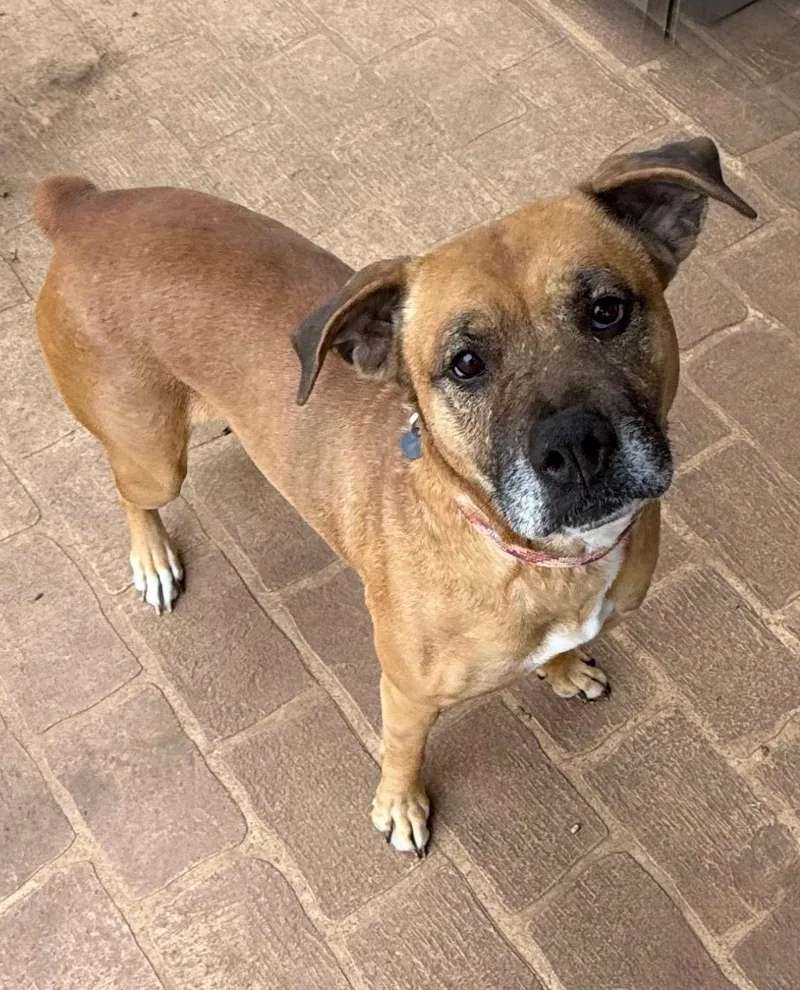 An adult medium-sized male Boxer dog named Remi for adoption in Paris, TX