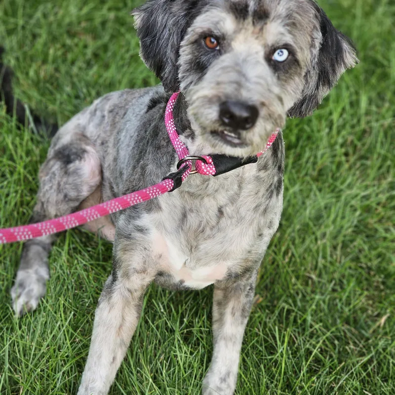 An adult medium-sized male Merle (Blue) Aussiedoodle dog named Chewy aussiedoodle Springfield for adoption in O Fallon, IL