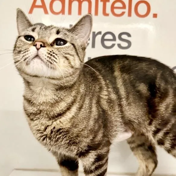 An adult medium-sized female Domestic Short Hair cat named Fay Wray for adoption in Los Angeles, CA