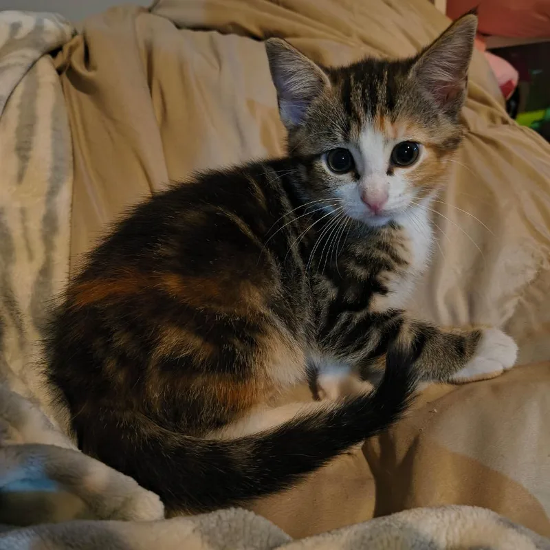 A baby small-sized female Torbie Domestic Short Hair cat named Moonlight Cappuccino for adoption in Columbia, MO