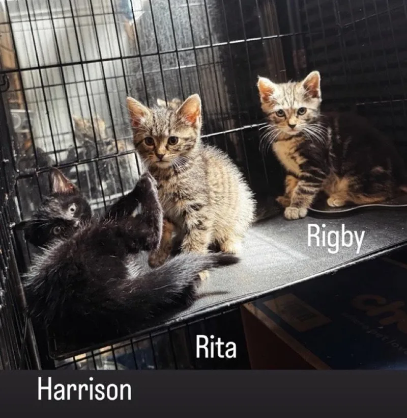 A baby small-sized female Tabby cat named Rigby for adoption in Gardena, CA