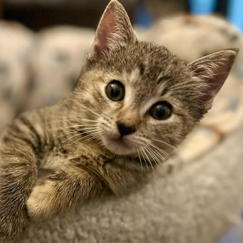 A baby small-sized male Black Domestic Short Hair cat named Stargazer & Tautog for adoption in brooklyn, NY