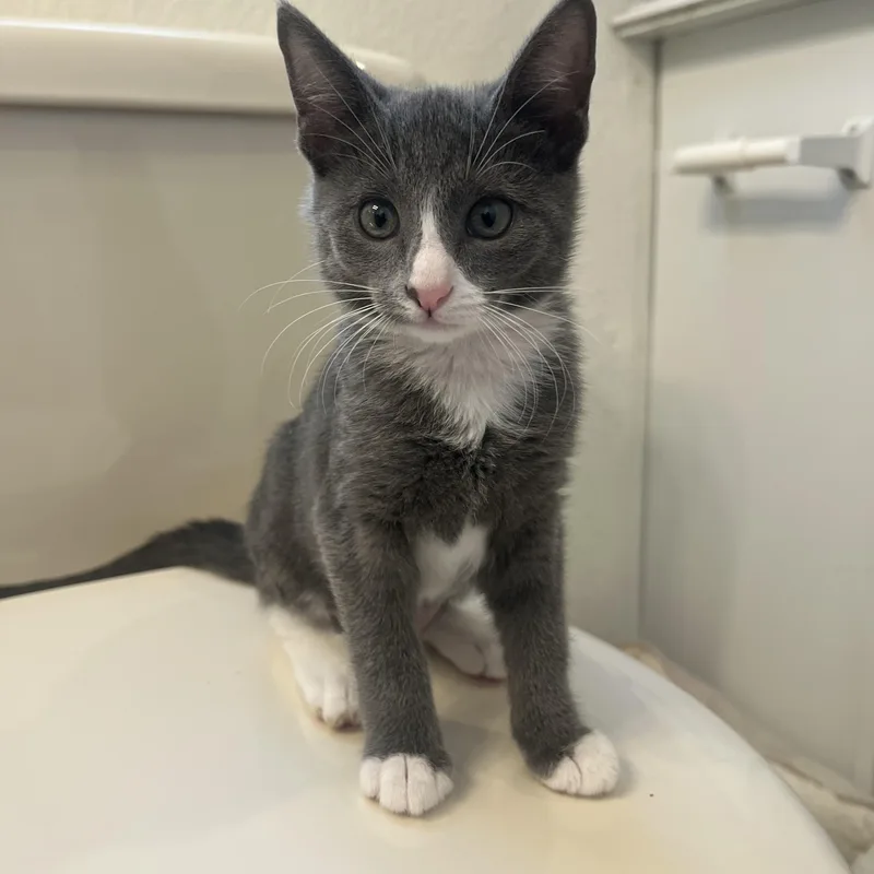 A baby small-sized female Tuxedo cat named Poppy for adoption in Mesa, AZ