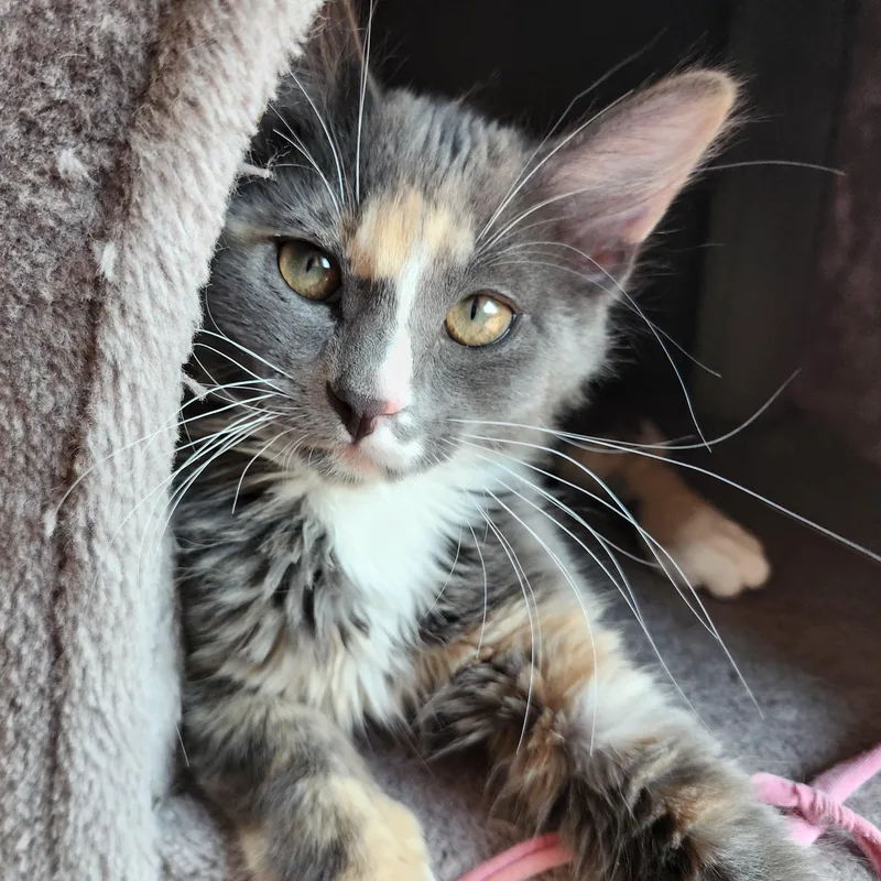 A baby medium-sized female Dilute Calico Domestic Medium Hair cat named Sawyer for adoption in Renton , WA