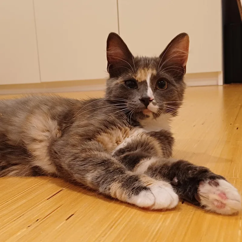 Sawyer thumbnail 3