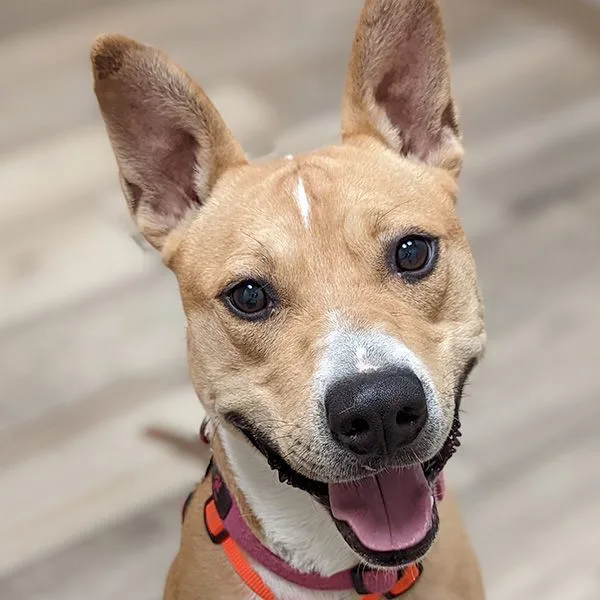 An adult large-sized male Golden Cattle Dog dog named Timmy for adoption in Phoenix, AZ