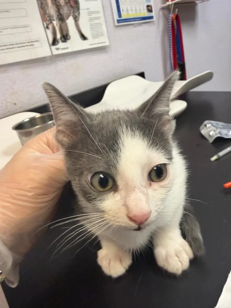 A baby medium-sized male Domestic Short Hair cat named Salt for adoption in New Braunfels, TX
