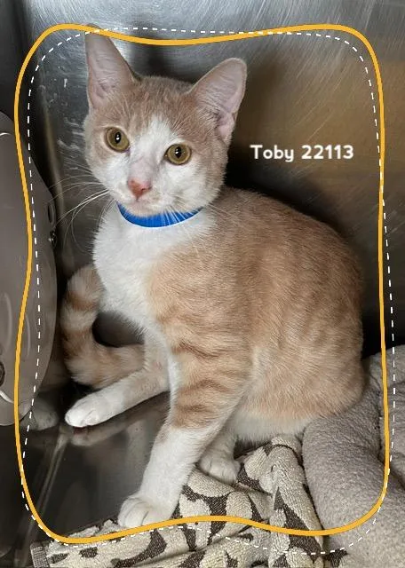 A young medium-sized male Orange & White Domestic Short Hair cat named Toby for adoption in Marietta, GA